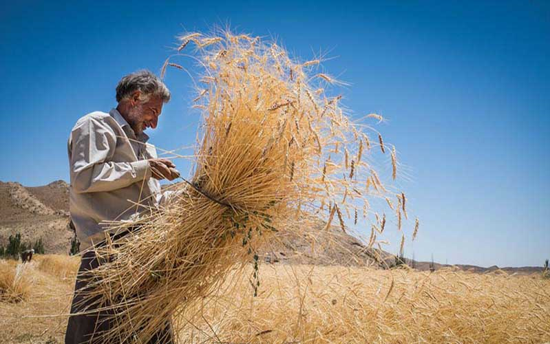 نرخ خرید تضمینی گندم کشاورزان را امیدوار می‌کند یا نه