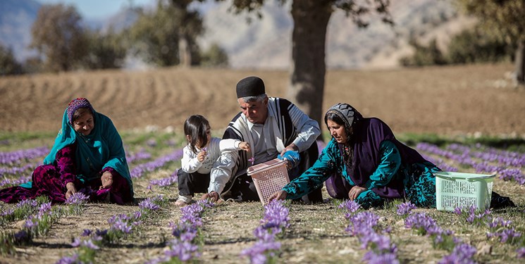 نیمی از طلای سرخ ایران در جیب سوداگران