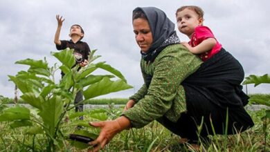 پرداخت ۲۱ هزار میلیارد تومان تسهیلات اشتغال روستایی تا دی ماه