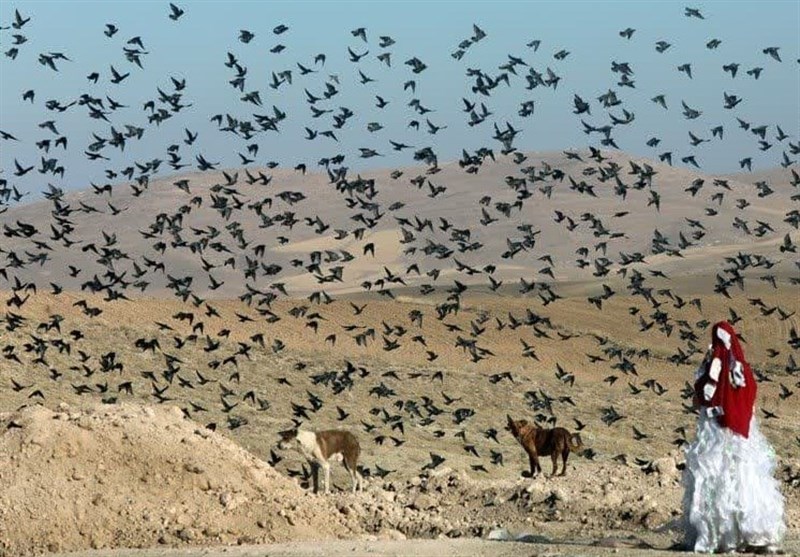 گفت‌وگوی تسنیم با عکاس برتر 310 جشنواره بین‌المللی/‌ برای سرگرمی مردم عکس نمی‌گیرم + تصاویر