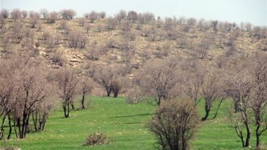 یک گونۀ نایاب جانوری در لرستان شناسایی شد+ عکس