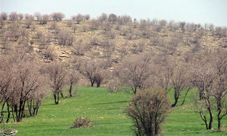 یک گونۀ نایاب جانوری در لرستان شناسایی شد+ عکس