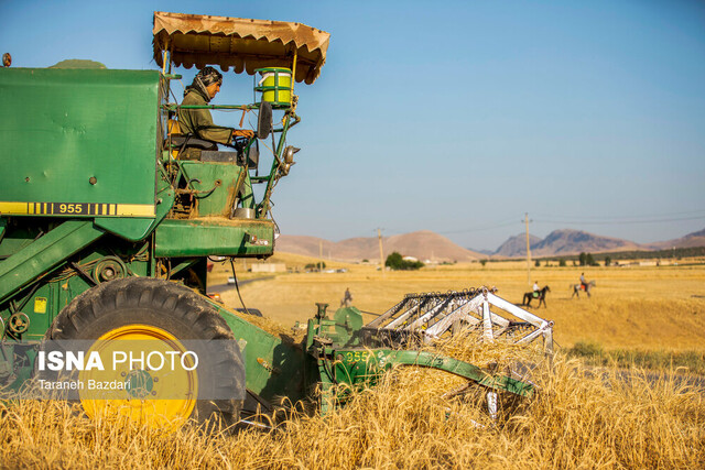 ۲۷ دی ماه قیمت خرید تضمینی گندم اعلام می‌شود