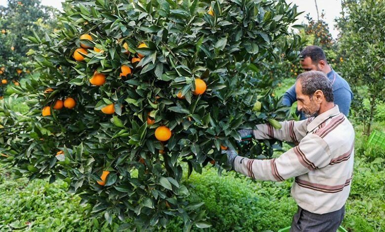 آغاز مبارزه زمستانه با آفات و بیماری‌های باغات مرکبات مازندران