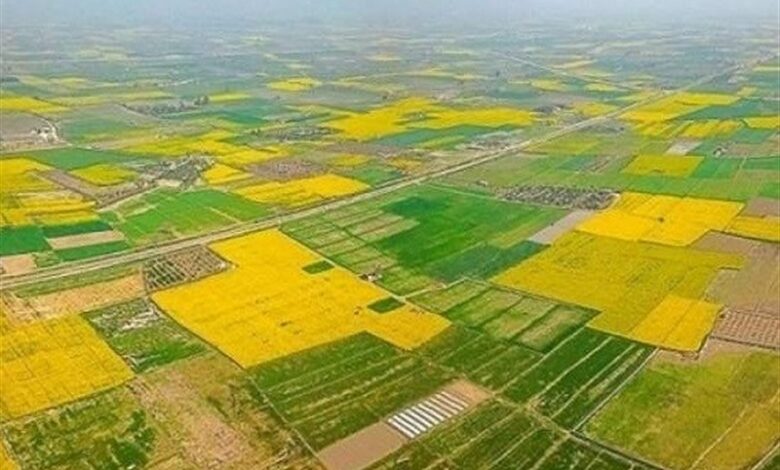 الگوی کشت در کاشان پشتوانه فنی و حقوقی ندارد