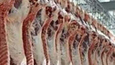 تولید سالانه 20 هزار تن گوشت توسط دامداران ورامینی