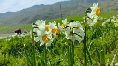 جلوه‌گری بهار در زمستان لرستان/ برداشت 17 میلیون شاخه گل نرگس از دشت‌های پلدختر + تصاویر