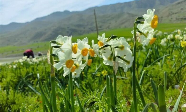 جلوه‌گری بهار در زمستان لرستان/ برداشت 17 میلیون شاخه گل نرگس از دشت‌های پلدختر + تصاویر