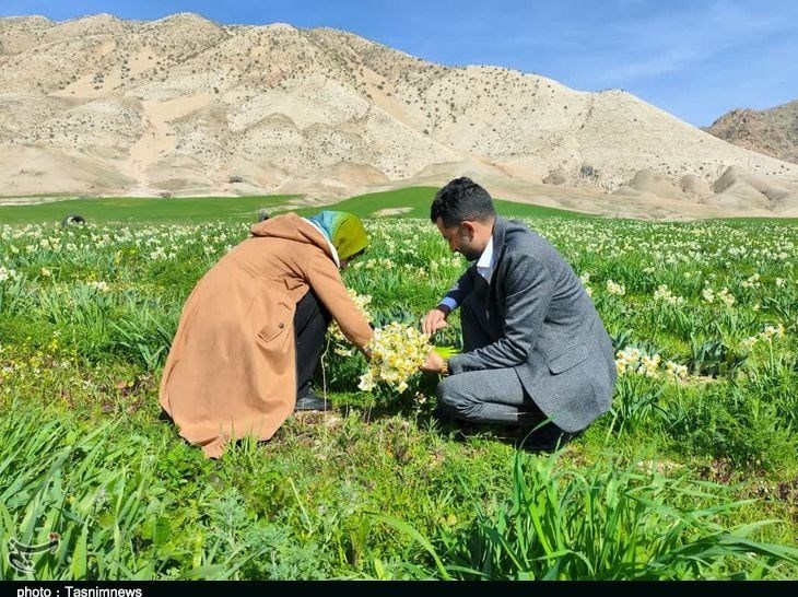 پلدختر , استان لرستان , کشاورزی , 