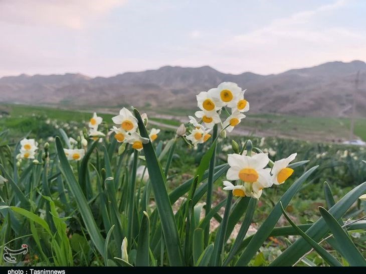 پلدختر , استان لرستان , کشاورزی , 