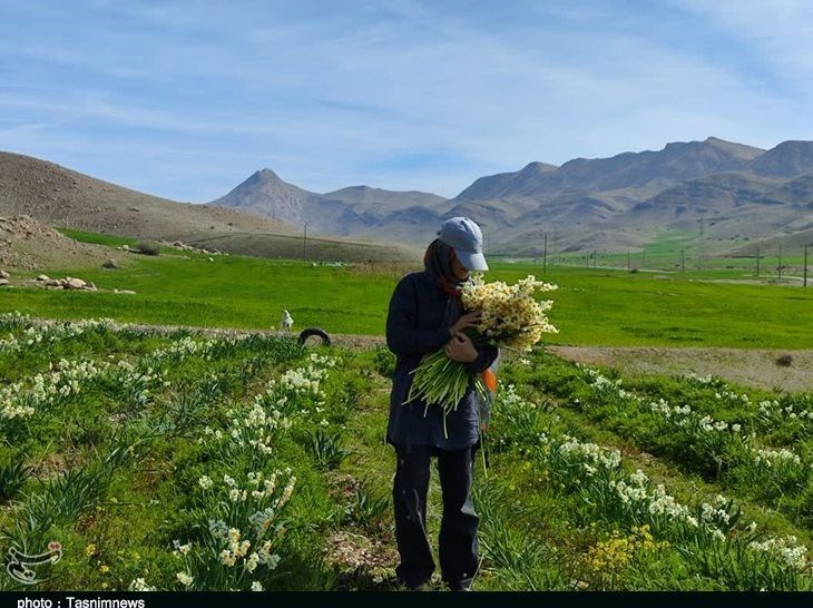 پلدختر , استان لرستان , کشاورزی , 