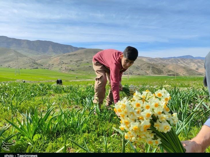 پلدختر , استان لرستان , کشاورزی , 