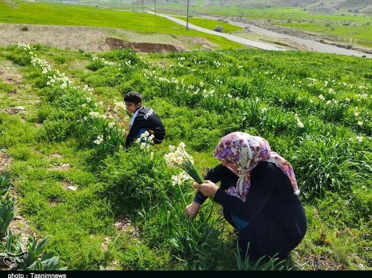 پلدختر , استان لرستان , کشاورزی , 