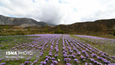 رفع تنگناهای ارزی صادرات زعفران/ ۹۰ درصد زعفران دنیا را تامین می‌کنیم