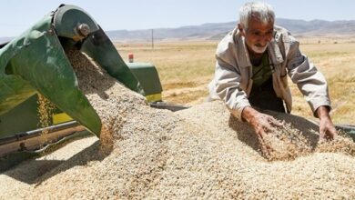 مسیر خودکفایی کامل گندم برای سال آینده ریل‌گذاری شد