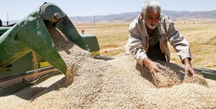 مسیر خودکفایی کامل گندم برای سال آینده ریل‌گذاری شد