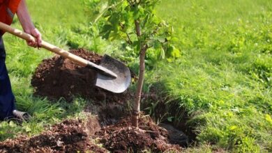 مشارکت بسیج سازندگی خراسان‌شمالی در کاشت ۱۶ میلیون نهال