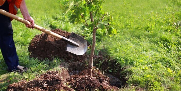 مشارکت بسیج سازندگی خراسان‌شمالی در کاشت ۱۶ میلیون نهال