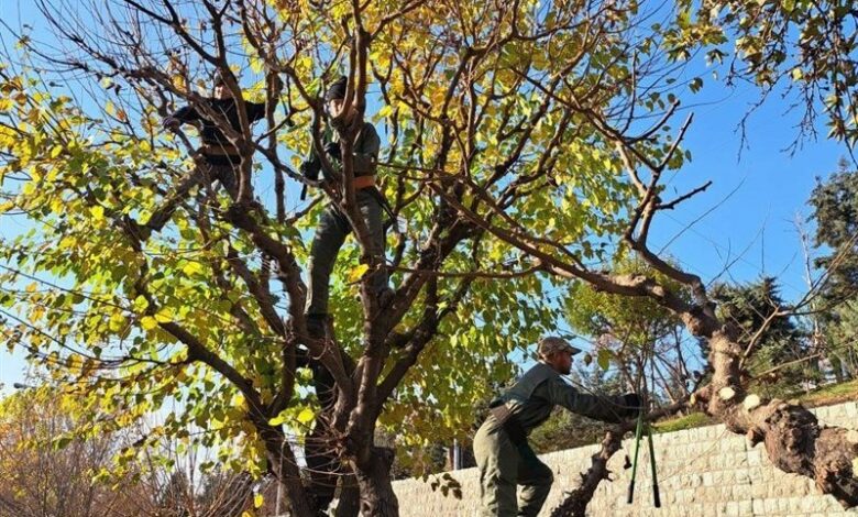 1000 اصله درخت در مشهد غرس می‌شود