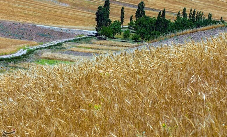 افزایش 10 درصدی محصولات زراعی در لرستان