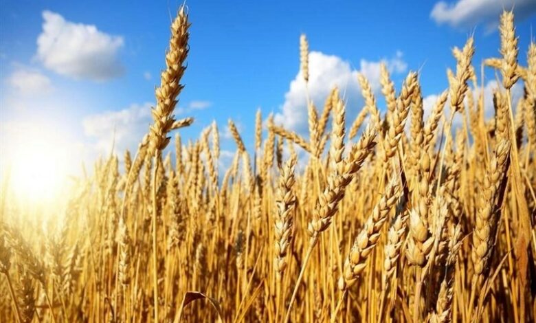 _امکان_ _خودکفایی_ _در_ _تولید_ _گندم_ _با_ _توجه_ _به_ _بارش_ _های_ _خوب_