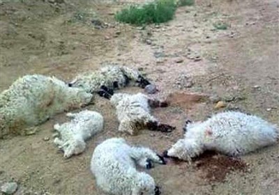 برخورد با عاملان کشتار کنار جاده‌ای دام در شوشتر