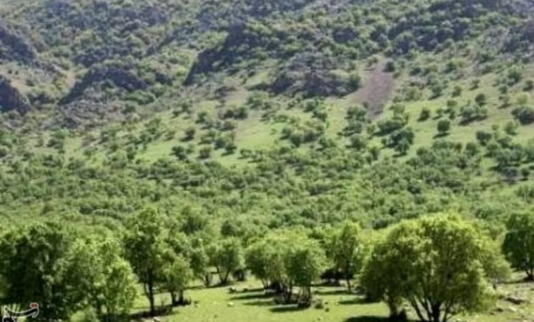 بلوط همچنان در کهگیلویه و بویراحمد دلربایی می‌کند/ گزارش تسنیم از مراسم روز درختکاری + فیلم