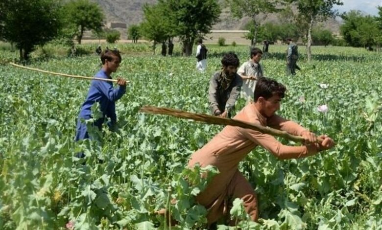 تخریب 200 جریب کشتزار خشخاش در ولایات جنوبی افغانستان