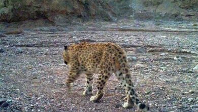 جستجو برای یافتن پلنگ زخمی در نوشهر