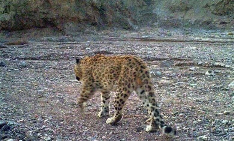 جستجو برای یافتن پلنگ زخمی در نوشهر