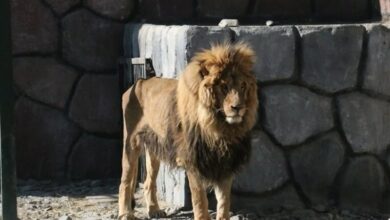 «ریشا» شیر باغ وحش مشهد تلف شد