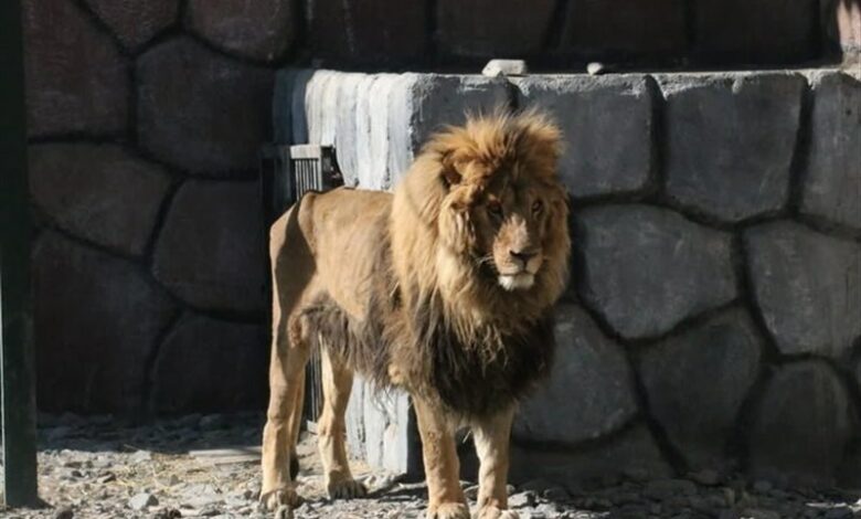 «ریشا» شیر باغ وحش مشهد تلف شد