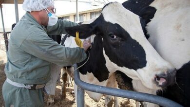 شناسایی 340 دام مبتلا به بروسلوز در استان تهران