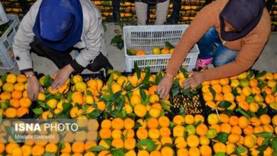 عرضه میوه تنظیم بازاری شب عید آغاز شد؛ ۲۵ تا ۳۰ درصد زیر قیمت بازار