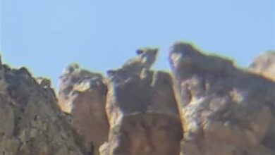 مشاهده یک قلاده پلنگ در فیروزکوه