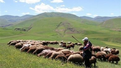 پرواربندی 3 میلیون راس دام در طرح تولید قراردادی گوشت دام سبک عشایر