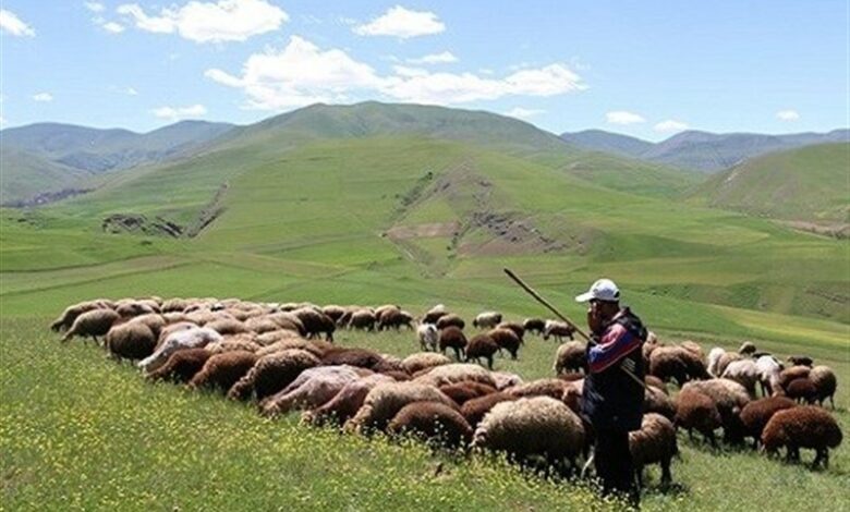 پرواربندی 3 میلیون راس دام در طرح تولید قراردادی گوشت دام سبک عشایر