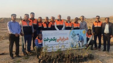 کاشت 37 هزار اصله نهال جنگلی در حاشیه جاده‌های استان بوشهر