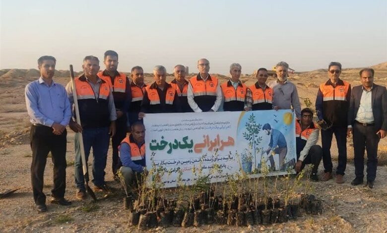 کاشت 37 هزار اصله نهال جنگلی در حاشیه جاده‌های استان بوشهر