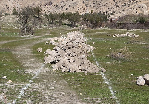 کاشت گل نرگس در میراث جهانی بیشاپور با مجوز میراث فرهنگی!