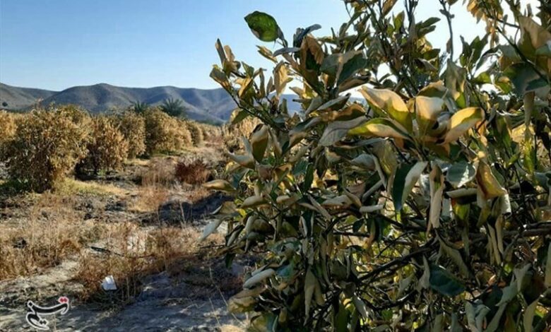 260 هکتار از مزارع بیارجمند دچار سرمازدگی شد