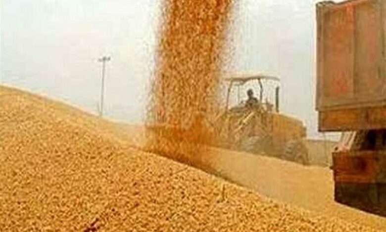 41 مرکز خرید گندم در اردبیل راه‌اندازی شد