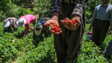 آغاز برداشت توت فرنگی در مازندران