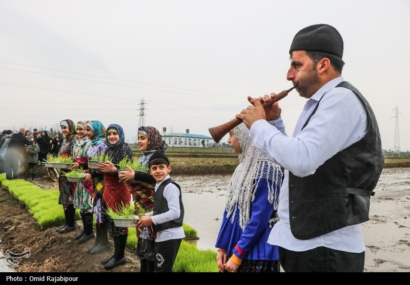 آغاز نخستین نشاء مکانیزه برنج شمال در گیلان + تصاویر