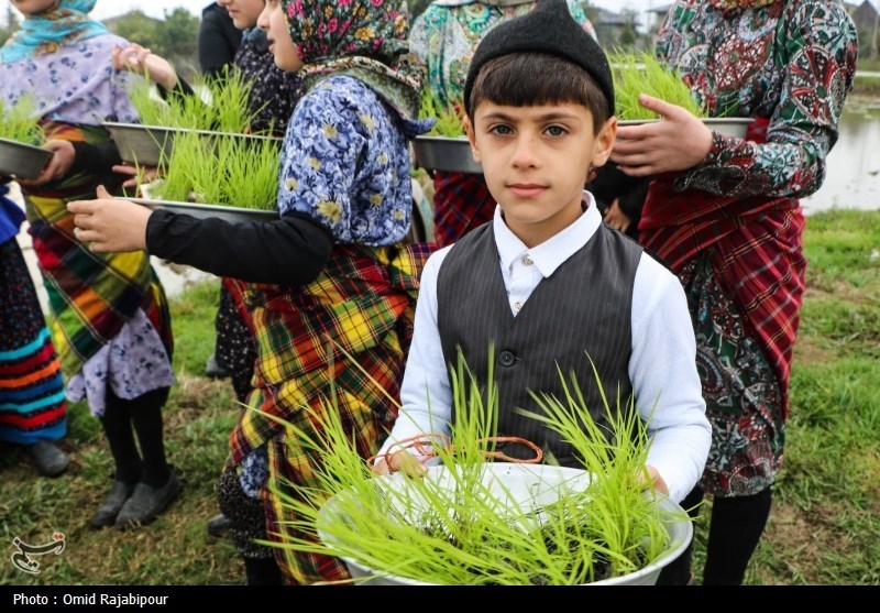 آغاز نخستین نشاء مکانیزه برنج شمال در گیلان + تصاویر