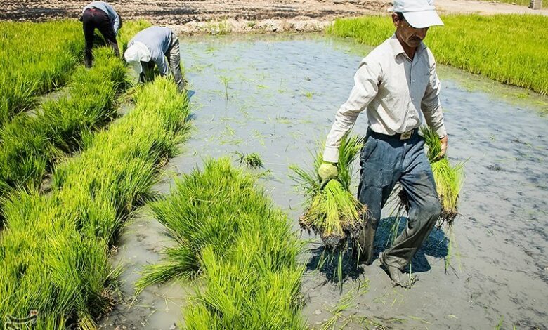 اصلاح الگوی کشت برنج در کهگیلویه و بویراحمد