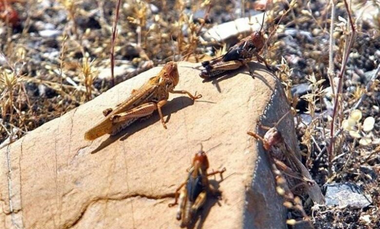 طغیان ملخ‌های مراکشی برای سومین سال متوالی در فارس