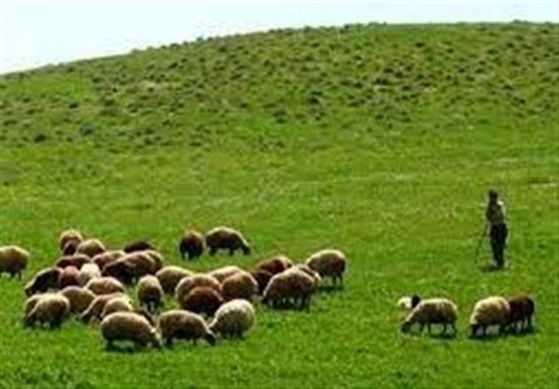 معیارهای منابع طبیعی برای ممنوعیت چرای دام در زنجان