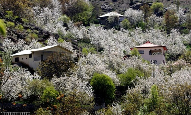 ناصرآبادِ کجور با شکوفه‌های گیلاس تماشایی‌تر شد