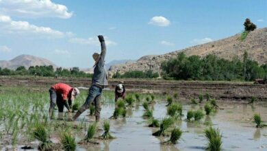 نخستین نشای مکانیزه مازندران آغاز شد